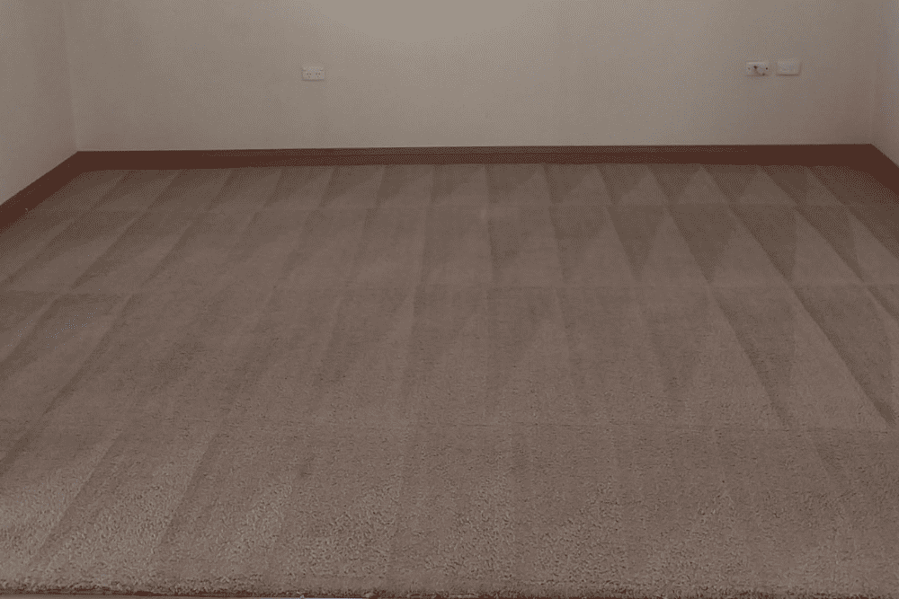 A professionally steam cleaned plush carpet displaying fresh carpet lines in an empty room-